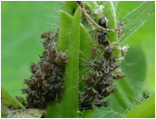 Aphids