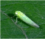 Leaf Hoppers