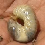 White grub larvae